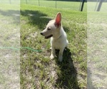 Small #3 German Shepherd Dog