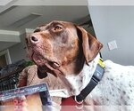 Small Photo #2 German Shorthaired Pointer Puppy For Sale in Menlo Park, CA, USA