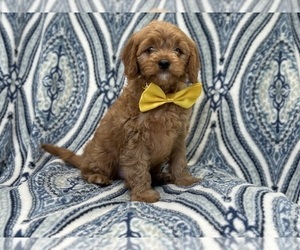 Cavapoo Puppy for sale in LAKELAND, FL, USA