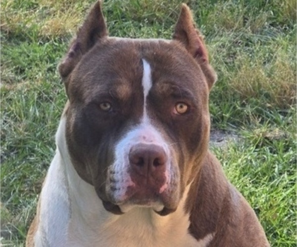 Medium Photo #1 American Bully Puppy For Sale in WALTERBORO, SC, USA
