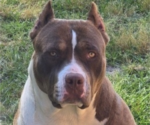 Mother of the American Bully puppies born on 06/23/2026