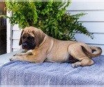 Small Photo #65 Mastiff Puppy For Sale in WAKARUSA, IN, USA