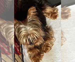 Father of the Yorkshire Terrier puppies born on 08/13/2025