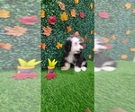 Small Photo #7 Miniature Bernedoodle Puppy For Sale in PISCATAWAY, NJ, USA