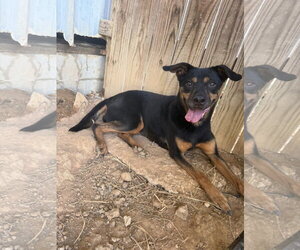 Mutt Dogs for adoption in Jackson, MS, USA