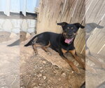Frannie - Female Mutt Dog for Adoption - Small photo