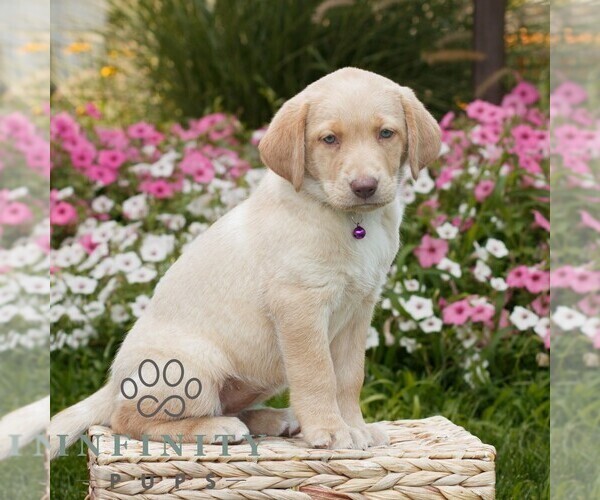 Medium Photo #3 Labrador Retriever Puppy For Sale in MORGANTOWN, PA, USA