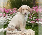Small #2 Labrador Retriever