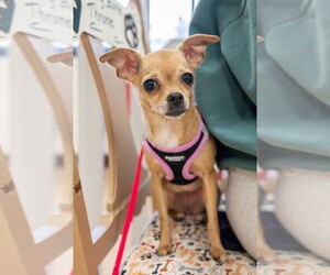 Chihuahua Dogs for adoption in Mundelein, IL, USA