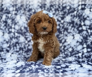 Cock-A-Poo Puppy for sale in LAKELAND, FL, USA