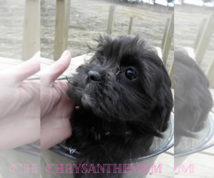 Shih-Poo Puppy for sale in BUCKLIN, MO, USA