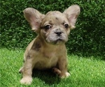 Small Photo #11 French Bulldog Puppy For Sale in ANDERSONVILLE, TN, USA