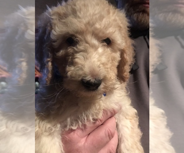 Medium Photo #4 Goldendoodle Puppy For Sale in BIG STONE GAP, VA, USA