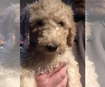 Small Photo #4 Goldendoodle Puppy For Sale in BIG STONE GAP, VA, USA