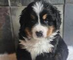 Puppy Arthur Bernese Mountain Dog