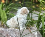 Small #5 Cava-Tzu