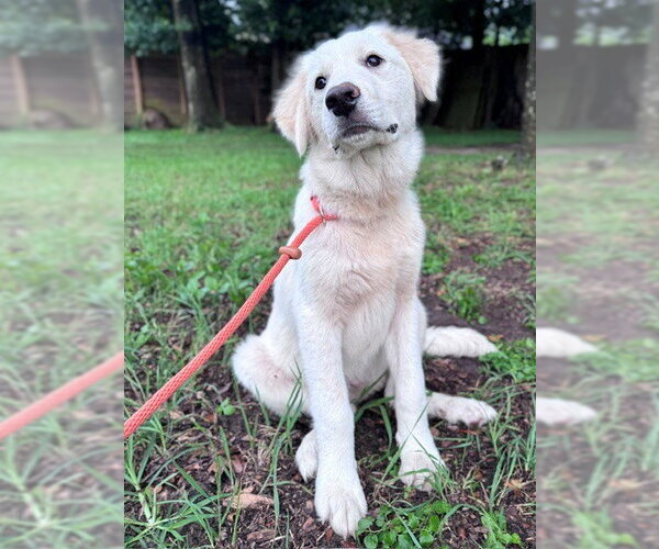 Medium Photo #11 Great Pyrenees Puppy For Sale in Spring, TX, USA