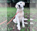 Small #10 Great Pyrenees