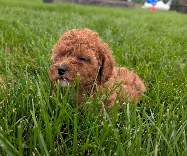 Medium Photo #9 Cock-A-Poo Puppy For Sale in GOSHEN, IN, USA