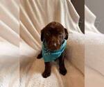 Small Photo #4 Labrador Retriever Puppy For Sale in LONG PINE, NE, USA