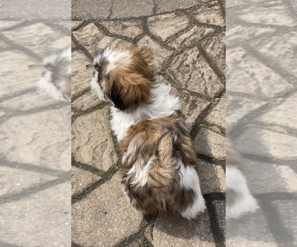 Medium Photo #3 Shih Tzu Puppy For Sale in CANOGA, NY, USA