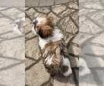 Small #2 Shih Tzu