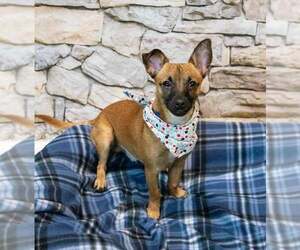 Buster - Male Chihuahua-Unknown Mix Dog for Adoption - Photo #5