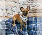 Small Photo #5 Chihuahua-Unknown Mix Puppy For Sale in Kennesaw, GA, USA