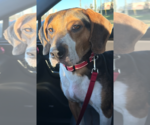 Small Photo #7 Beagle Puppy For Sale in Dunnellon, FL, USA