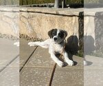 Small Photo #4 Jack Russell Terrier-Unknown Mix Puppy For Sale in W Hollywood, CA, USA