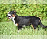 Small #2 Miniature Australian Shepherd