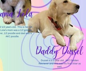 Father of the Golden Retriever-Goldendoodle Mix puppies born on 02/01/2024