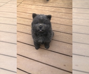 Chow Chow Puppy for sale in LA SIERRA, CA, USA