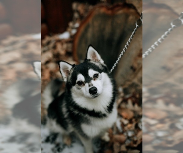 Medium Photo #1 Pomsky Puppy For Sale in STAPLES, MN, USA
