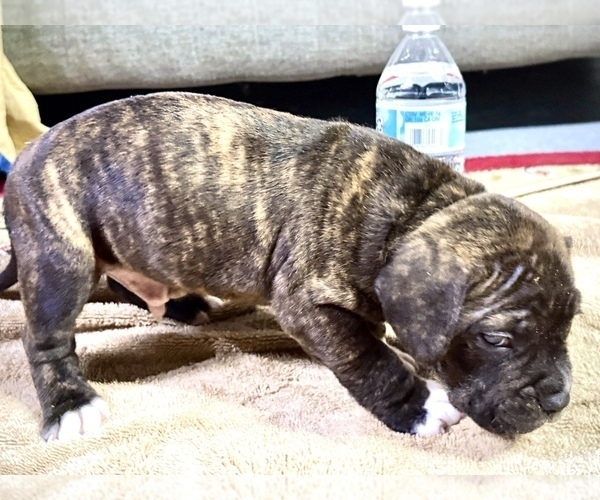 Medium Photo #10 American Bully Puppy For Sale in GROVE CITY, MN, USA