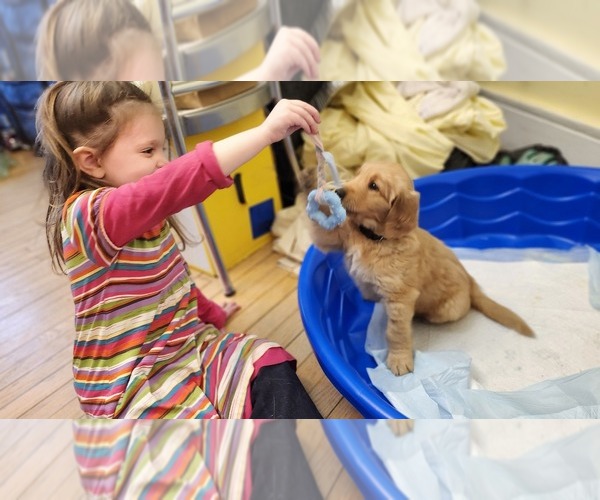 Medium Photo #5 Golden Retriever Puppy For Sale in PORT JERVIS, NY, USA