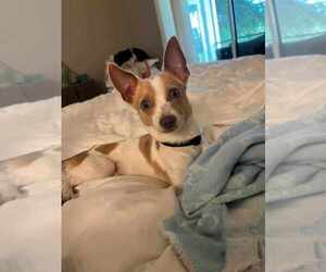 Chihuahua-Unknown Mix Dogs for adoption in Plantation, FL, USA