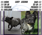 Small Photo #18 French Bulldog Puppy For Sale in GOSHEN, IN, USA