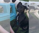 Small #7 Doberman Pinscher-Miniature Schnauzer Mix