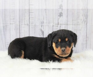 Rottweiler Puppy for sale in APPLE CREEK, OH, USA