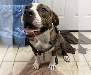 Raja - Male Mutt Dog for Adoption - Photo #3