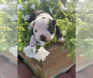 Boston Terrier Puppy for sale in FREDONIA, KS, USA