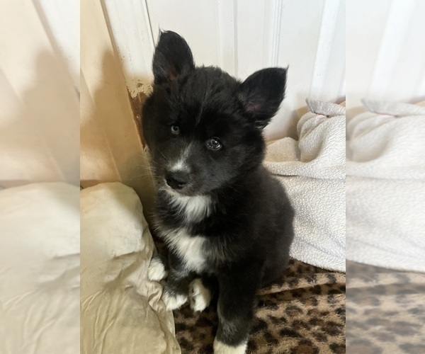 Medium Photo #6 Pomsky Puppy For Sale in JACKSONVILLE, FL, USA