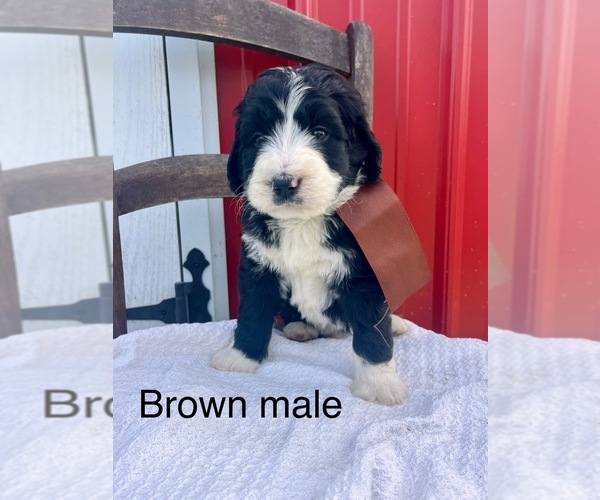 Medium Photo #6 Bernedoodle Puppy For Sale in SPENCER, IN, USA