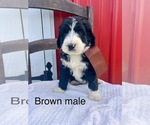 Small #5 Bernedoodle
