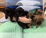 Image preview for Ad Listing. Nickname: Litter of 5