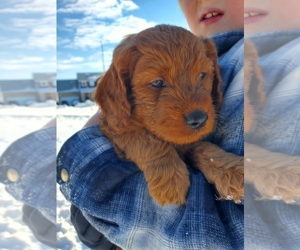 Medium Photo #20 Goldendoodle Puppy For Sale in COKATO, MN, USA