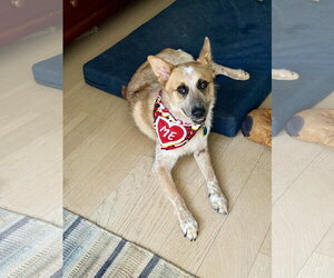Hank - Male Mutt Dog for Adoption - Photo #3