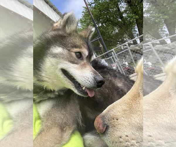 Medium Photo #3 Huskies -Pomeranian Mix Puppy For Sale in Waterloo, IA, USA