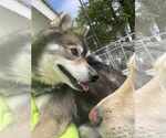 Small #2 Huskies -Pomeranian Mix